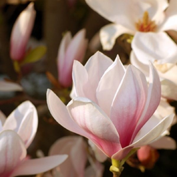 Trudno się oprzeć urokowi przepięknych kwiatów magnolii.  Pąki rozwijają się zwykle przed ukazaniem się liści. Pięknie pachną.