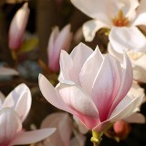 Piękne magnolie 