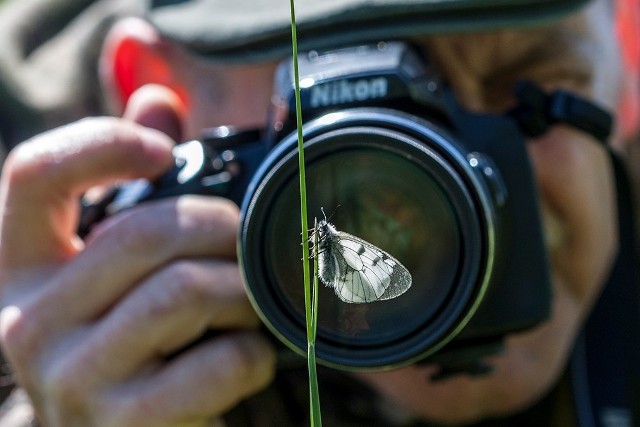 Motyle to jedne z najbardziej lubianych przez ludzi owadów. Badaniem ich życia i fotografowaniem od wielu lat zajmuje się skarżyski przyrodnik Andrzej Staśkowiak. Odkrył wiele stanowisk rzadkich gatunków w regionie świętokrzyskim, jest autorem albumu "Motyle Ziemi Skarżyskiej". Dzięki jego uprzejmości prezentujemy galerię unikatowych zdjęć najpiękniejszych i najrzadszych gatunków motyli, jakie można spotkać w naszym regionie. Zapraszamy do obejrzenia fotografii.