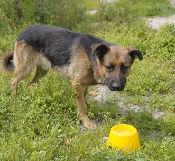 Pozostawionemu bez wody na słońcu psu grozi to samo, co człowiekowi. Może dojść do przegrzania organizmu, a w konsekwencji do udaru mózgu.