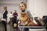 Wystawa psów w Poznaniu 2022: Takie urocze małe psy można podziwiać w Poznaniu. Zobacz zdjęcia