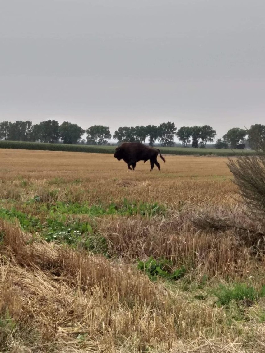 Żubr w gminie Puck. Dostojne zwierzę spacerowało polami między Starzynem a Werblinią (Zdjęcia)
