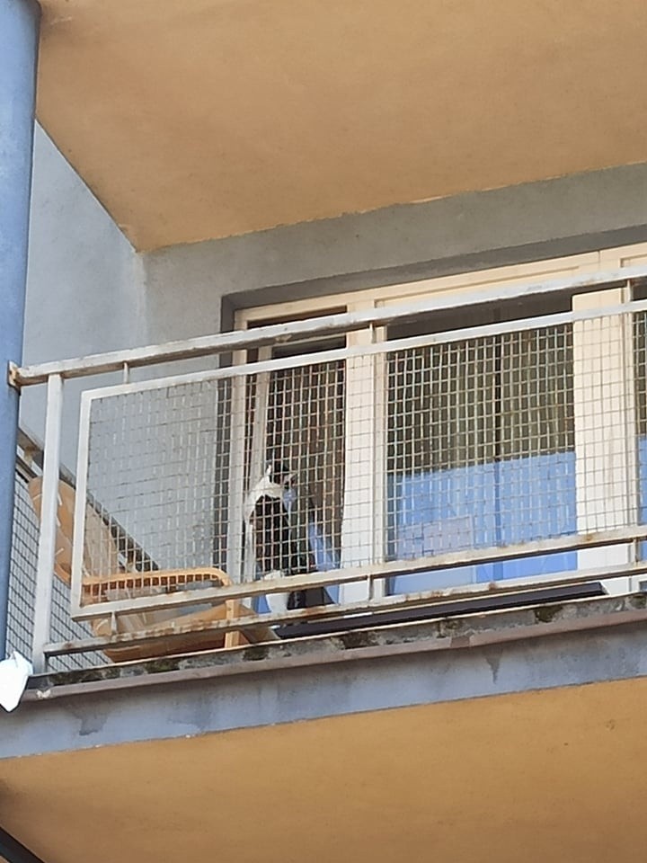 Kota, który utknął na balkonie jednego z bloków na Ruczaju,...