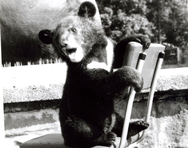 Zdjęcie pochodzi z archiwum nto. Przedstawia niedźwiadka w ogrodzie, najprawdopodobniej przed wybiegiem dla słoni.