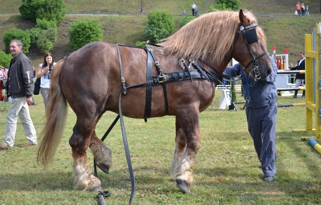 Konie zimnokrwiste z Jankowic wzbudzają podziw mnie tylko znawców tych zwierząt. Na zdjęciu - piękny okaz, koń Lis.