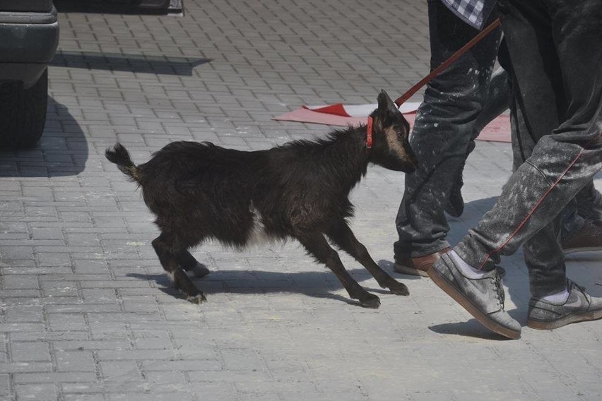 Afera w II LO w Opolu. Koza była dręczona na szkolnym apelu. Interweniuje TOZ [ZDJĘCIA]
