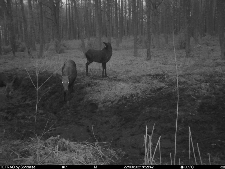 Co robią zwierzęta nocą? Zobacz niesamowite zdjęcia przyrody z fotopułapki!