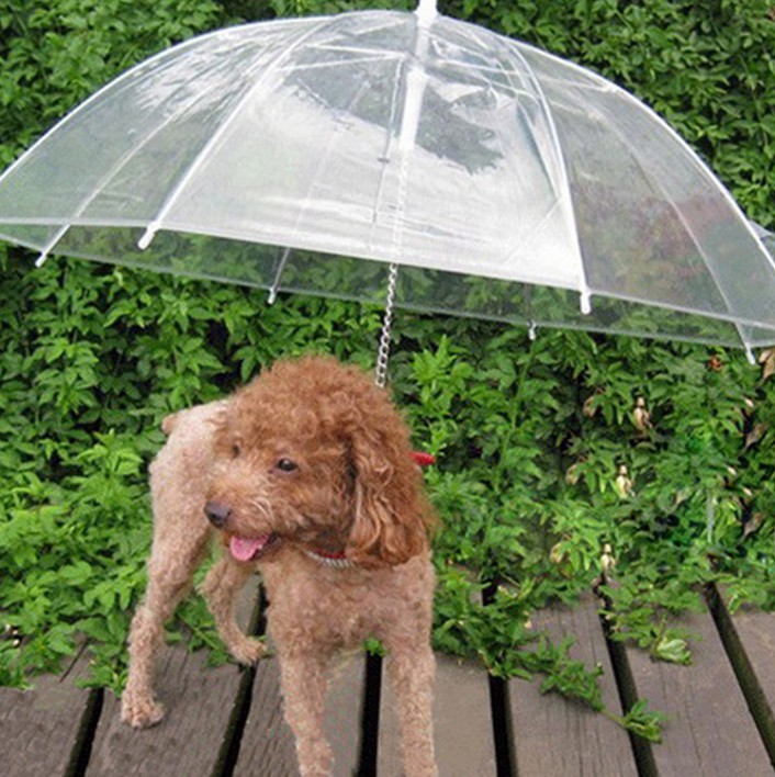 Smycz dla psa z parasolką. Od teraz twój pupil nie zmoknie...