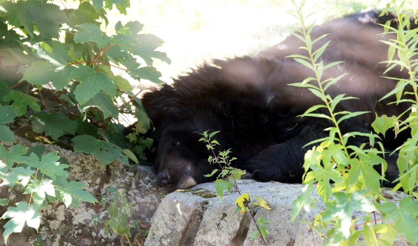 Śląski Ogród Zoologiczny latem jest czynny dłużej. Zobaczcie mieszkańców chorzowskiego zoo GODZINY OTWARCIA