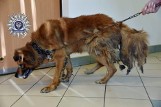 Żółkiewka. Pies z wrośniętym w szyję łańcuchem był przywiązany do wozu (ZDJĘCIA)