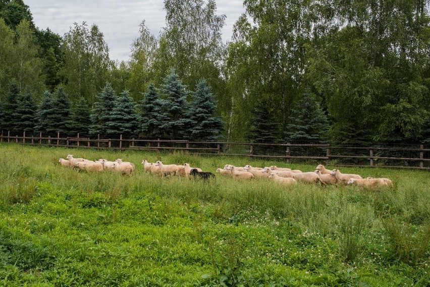 Owce chronią przed rakiem - Jagnięcina i baranina jest lekarstwem 