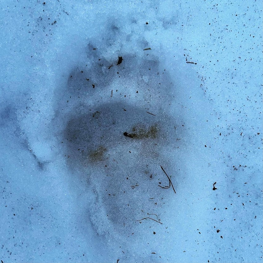 Niedźwiedź złapany na fotopułapkę w Beskidzie Żywieckim. Miejcie się na baczności podczas spacerów. Zobaczcie ZDJĘCIA