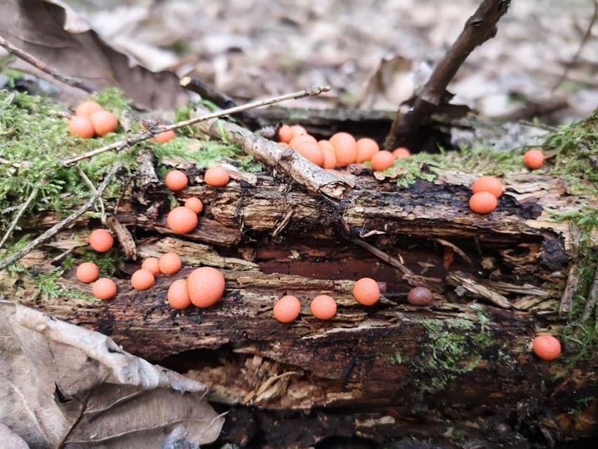 W świętokrzyskich lasach pojawiły się pierwsze grzyby. Jest ich całkiem sporo. Zobacz gdzie i jakie? (ZDJĘCIA)