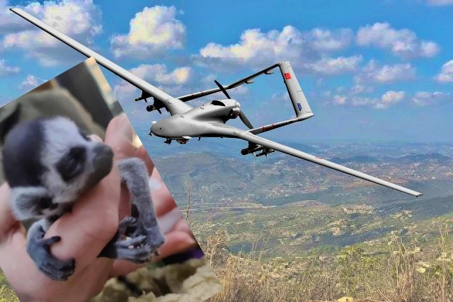 Imię nowonarodzonego lemura nawiązuje do tureckich dronów używanych przez ukraińską armię.