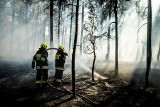 Pożar ściółki leśnej na terenie Bydgoskiego Parku Przemysłowo-Technologicznego