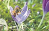 Niedobór pszczół może być dużym problemem m.in.  dla rolnictwa. Pszczelarze liczą straty