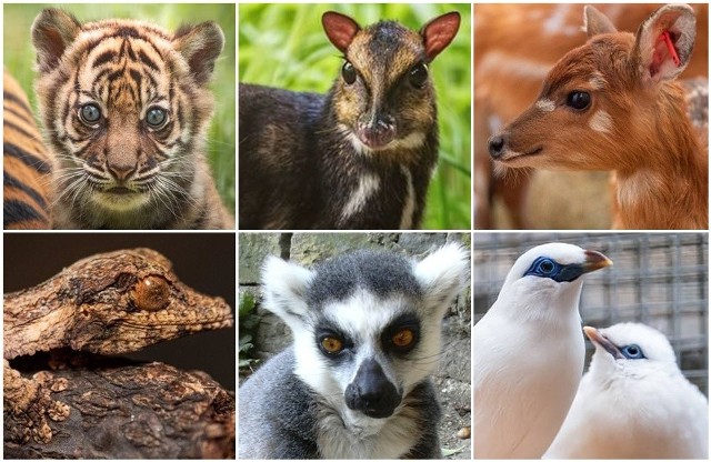 Zobaczcie urocze maleństwa, które przyszły na świat we wrocławskim zoo w mijającym roku na kolejnych slajdach.