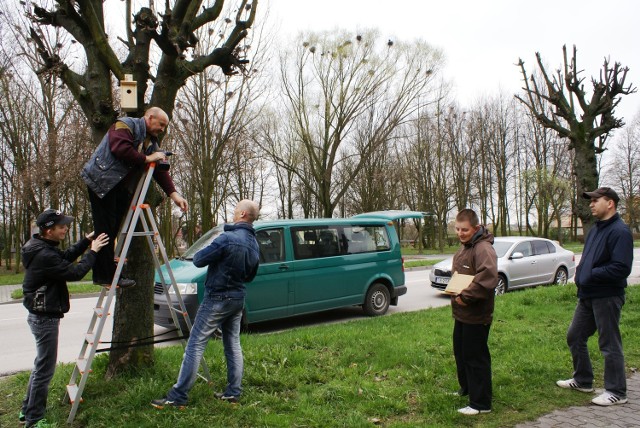 Na dużych drzewach zamontowano budki lęgowe dla ptaków wykonane przez podopiecznych Warsztatów Terapii Zajęciowej w Jędrzejowie.