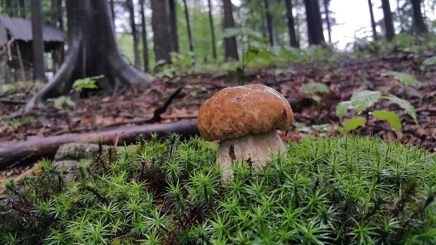 Modnym miejscem na grzybobranie są również lasy w Jastrzębi