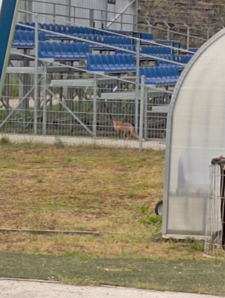 Lisy na murawie stadionu Gwardii w Koszalinie. Dzieci boją się grać, rodzice młodych piłkarzy są oburzeni