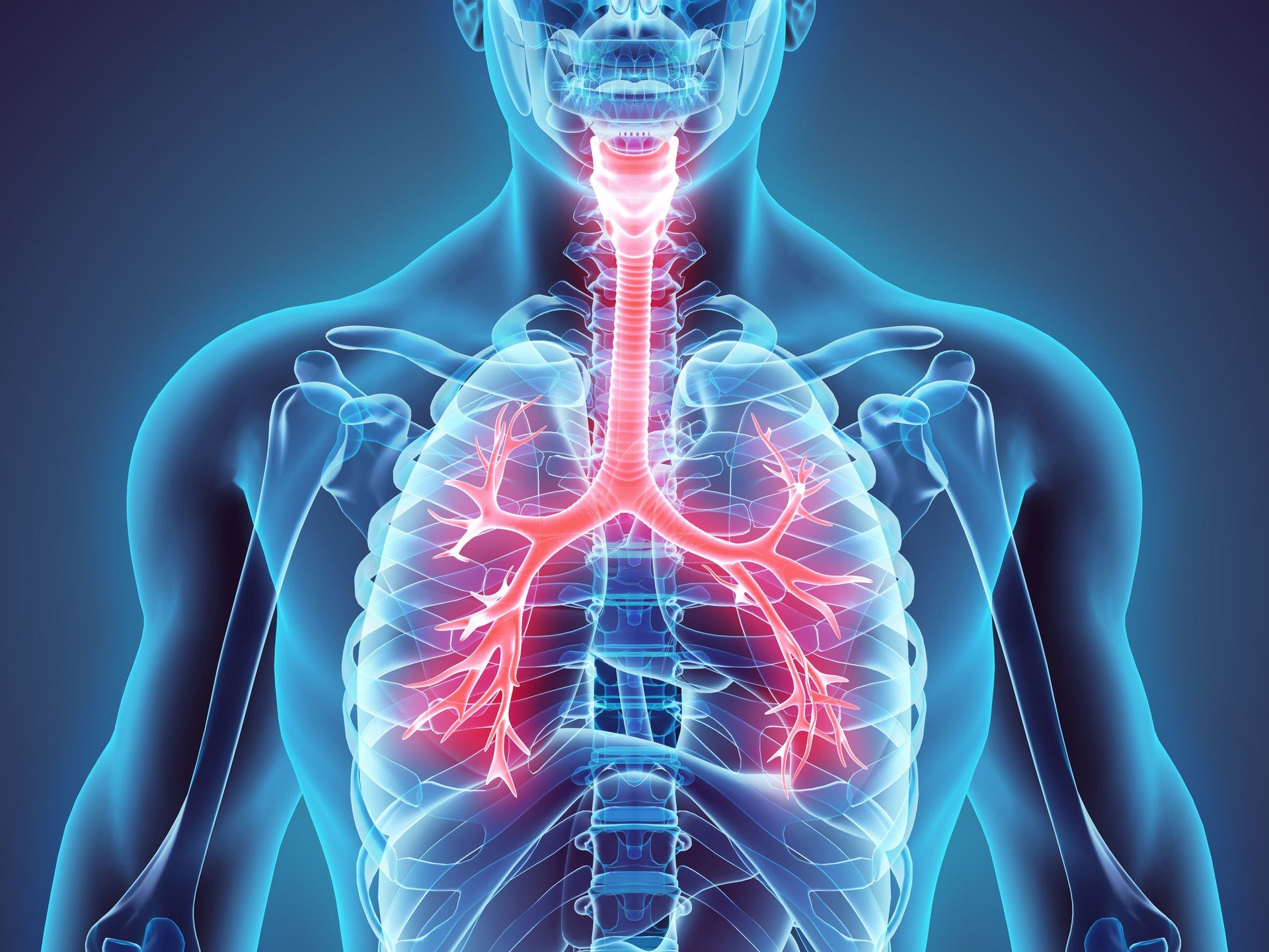 Układ oddechowy – budowa i funkcje. Czynniki zwiększające ryzyko rozwoju  chorób układu oddechowego | Strona Zdrowia