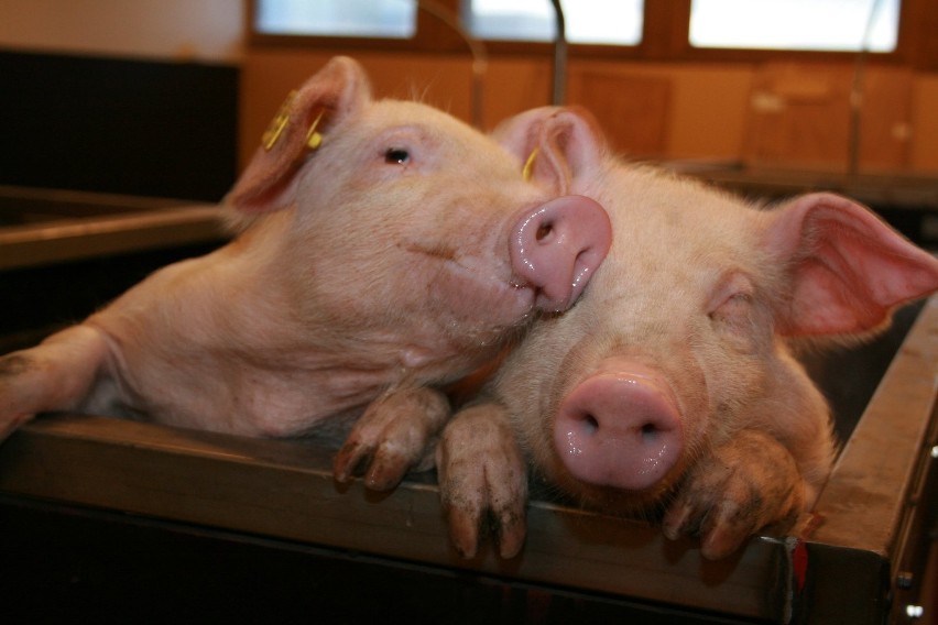 ARiMR będzie spłacać oprocentowanie kredytów producentów świń z terenów ASF