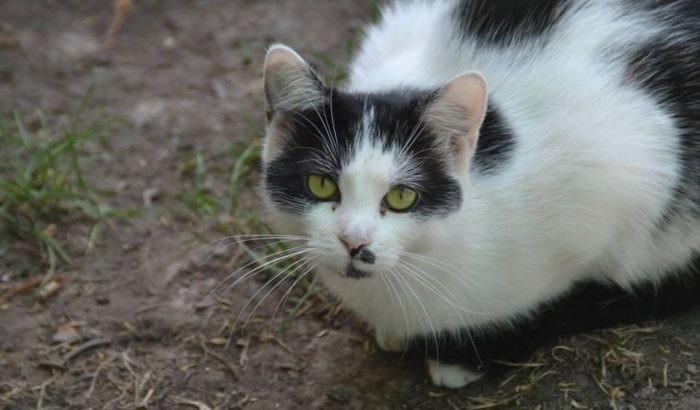 Mączka i Młynek to dwa cudowne kocięta, które spotkało w...