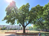 Głosujmy na Jeżyka z Torunia! Kasztanowiec może zostać Drzewem Roku 2023