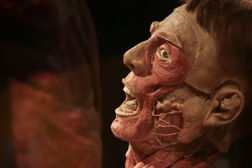 Wystawa ludzkich ciał Body Worlds w Katowicach od 10 lutego