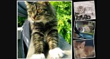 8 sierpnia - Międzynarodowy Dzień Kota. Koty, kotki, kociaki! Zobaczcie puchatych ulubieńców naszych czytelników. Te zdjęcia to sama słodycz