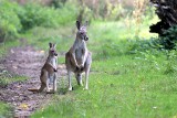 W łódzkim zoo urodziły się kangur, kudu i panda, wykluły się dzioborożce i kazuar 