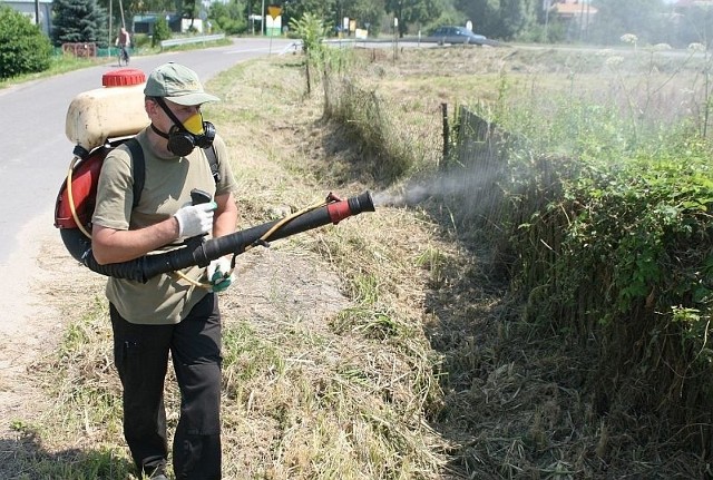 Już po raz trzeci tego lata pracownicy firmy, z którą tarnobrzeski magistrat podpisał umowę, rusza do walki z insektami.