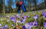 Pogoda w Kołobrzegu, Koszalinie i całym regionie. Cieplej dopiero od kalendarzowej wiosny