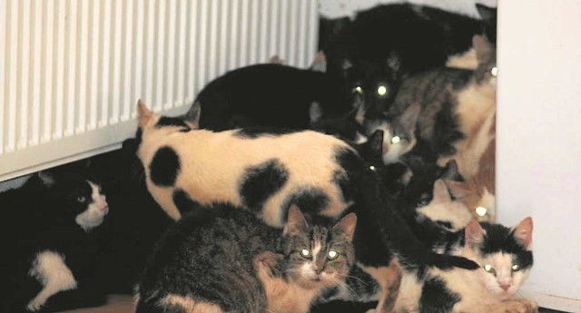 W domu zbieraczki koty są stłoczone na niewielkiej przestrzeni, przerażone i zestresowane
