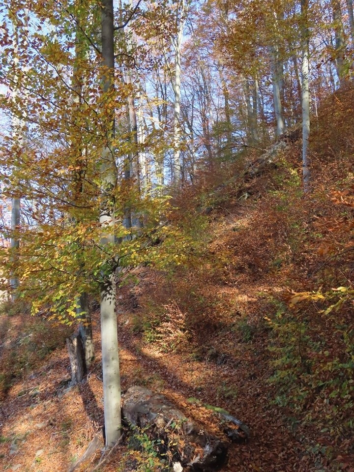 Jesienny spacer w Żegiestowie. Uzdrowisko prezentuje się uroczo [ZDJĘCIA]