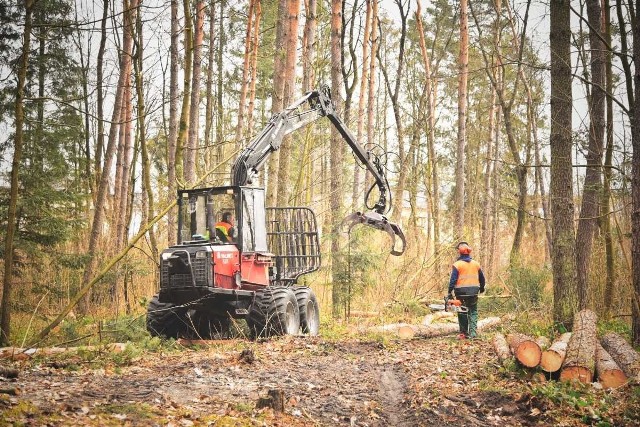 Leśnicy z Nadleśnictwa Tomaszów muszą w pierwszej kolejności usunąć martwe i chore drzewa 