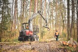 Siwa Dolina. Wyjątkowe miejsce wśród leśnych drzew.  97 lat temu gościł w nim marszałek Piłsudski