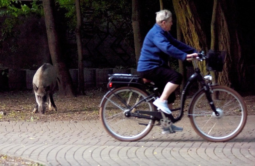 Dziki wchodzą do miast. Białystok zdecydował się na...