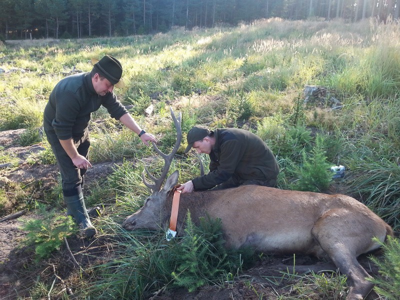 Leśnicy uratowali kolejnego jelenia. Nadleśnictwo Polanów ogłosiło konkurs na imię dla niego 