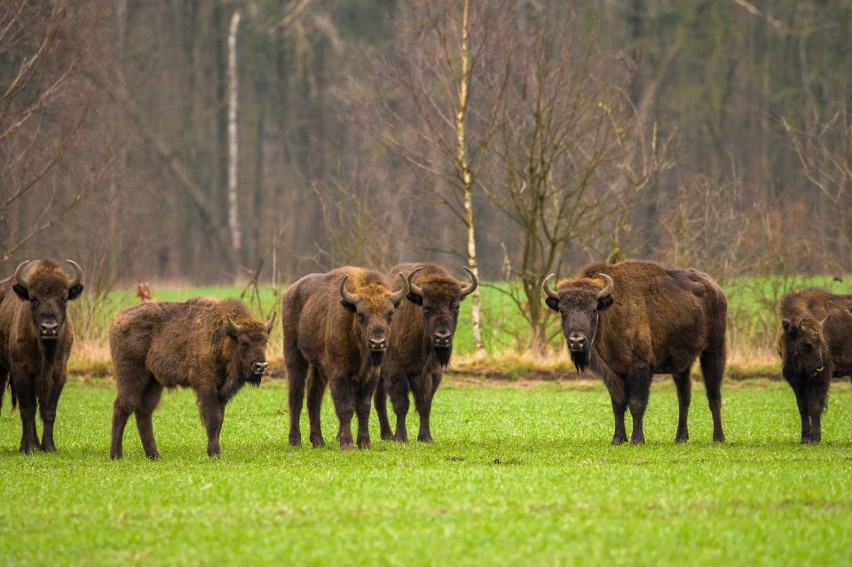 Na liczące 14 sztuk stado żubrów dość przypadkowo natknął...