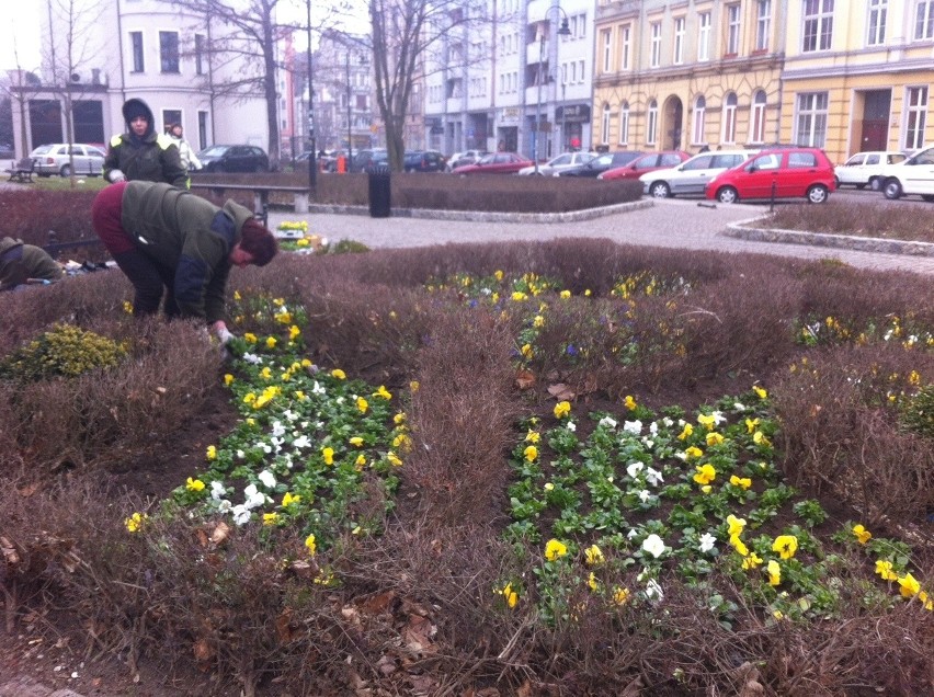 W centrum Wrocławia zasadzą 60 tysięcy bratków