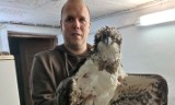 Nie udało się uratować rybołowa, jednego z najrzadszych ptaków Polski (ZDJĘCIA)