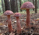 Nowy grzyb w polskich lasach podbija serca grzybiarzy. Borowik amerykański jest tak pyszny, że może stać się hitem wśród zbieraczy