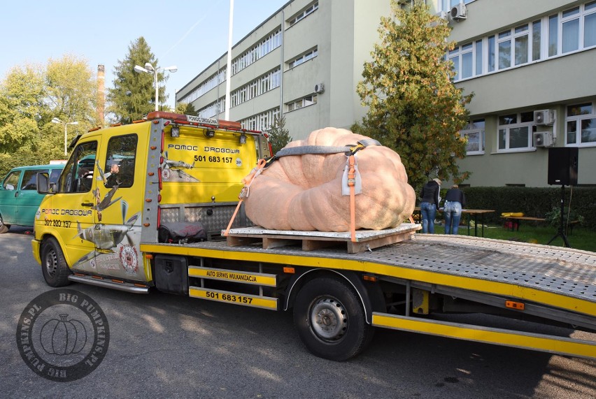 Gigantyczne warzywa: dynie i ogórki osiągają niesamowite...