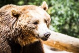Biolożka Sylwia Szczutkowska: Niedźwiedź to nie miś. Ale bardziej niż jego, powinniśmy się obawiać kleszczy