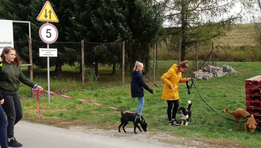 Wolontariusze z Ujazdu pomagają bezdomnym zwierzętom z „Przytuliska na Wiśniowej” w Sandomierzu [ZDJĘCIA]