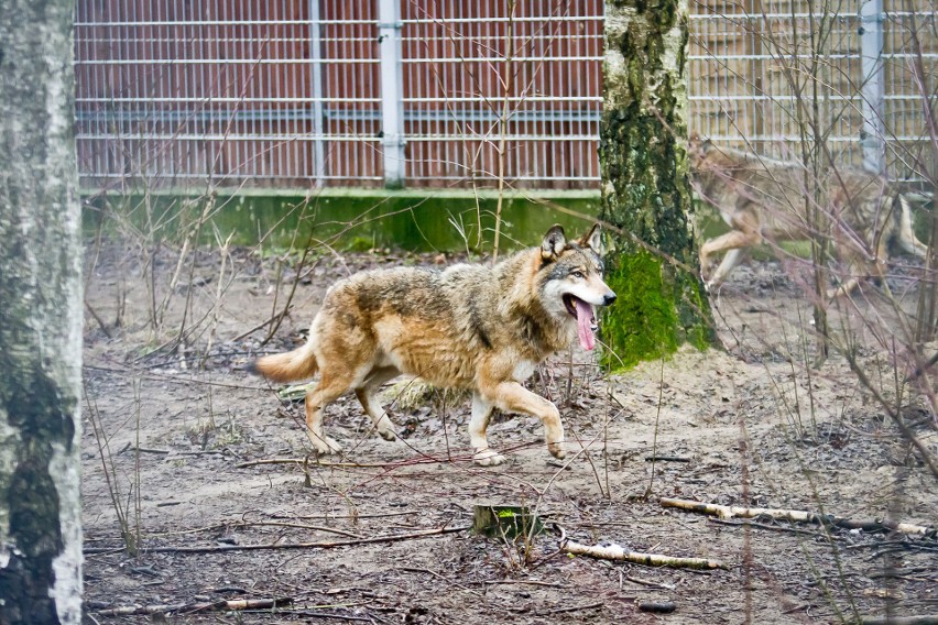 Wilki zaatakowały dużego dzika niedaleko Przemyśla. Myśliwi ostrzegają