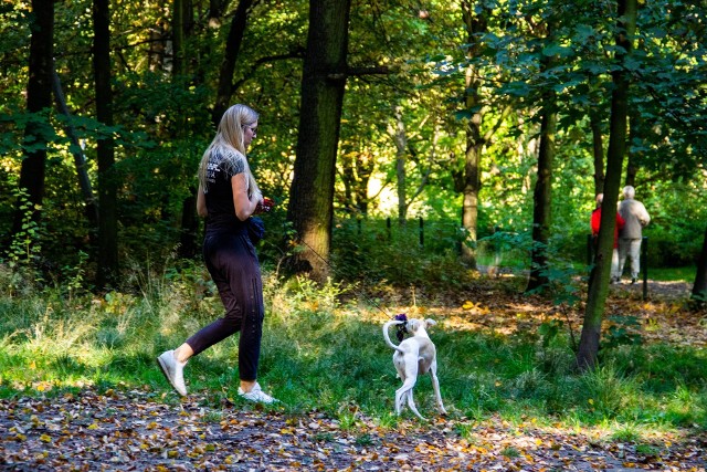 Psi wybieg w Parku Śląskim zostanie oddany do modernizacji. Jakie nowości pojawią się 1 grudnia na terenie psiej rekreacji? Przeczytaj.