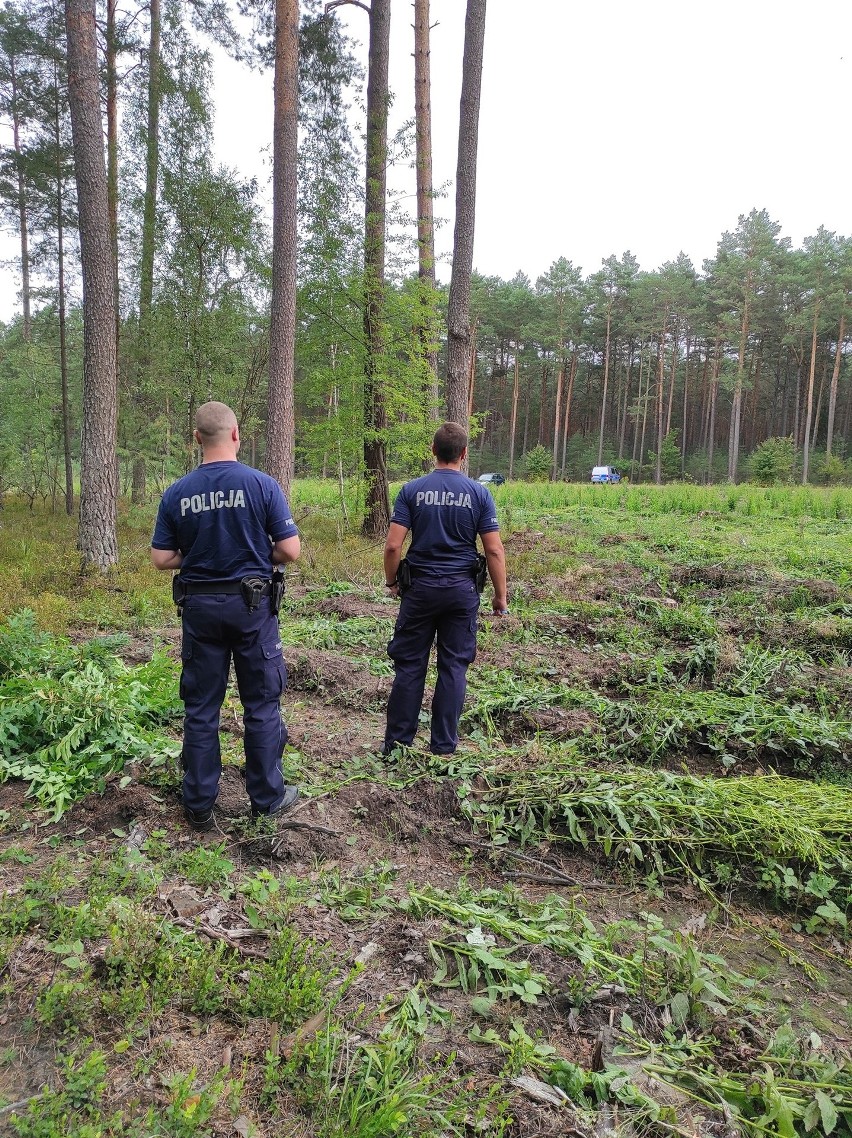 Niewybuch w Nagoszewce. Pocisk moździerzowy znaleziono w lesie podczas prac pielęgnacyjnych. Zdjęcia