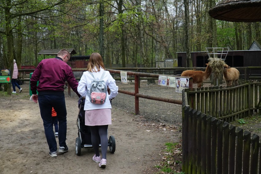 ZOO w Poznaniu jest otwarte w czasie majówki. Pracownicy...